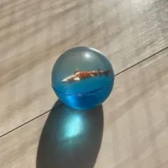 魚のフィギュアが入ったスーパーボール