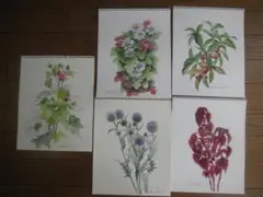 原画　季節の草花（その３）水彩画５点
