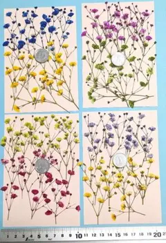 押し花、カラフルかすみ草
