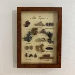 スパイス標本 フランス ヴィンテージ 蚤の市 ハンドメイド