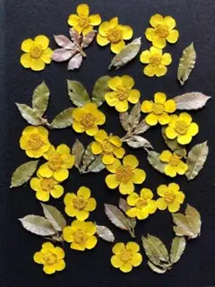 押し花 Ｓ-23 押し花 きんぽうげ・ぶなの新芽 押し花花材