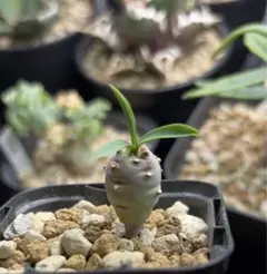 ユーフォルビア　エチュベルクローサ　実生　コーデックス　塊根植物　多肉植物 ユーフォルビア エチュベルクローサ 実生 コーデックス 塊根植物