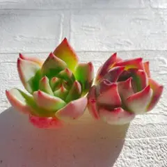 ♥️sale♥️ カイサ 2苗 ꕤ 韓国苗ꕤ 多肉植物