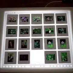 Item thumbnail for item 69358b83-3f7f-4c9f-933f-1749af61f655
