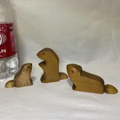 オストハイマー モルモット 家族セット