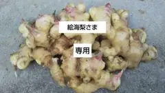 熊本県産 無農薬 新生姜 3kg(おまけ付き)