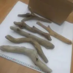 流木6本 No.140