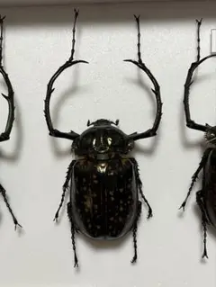 2025年最新】テナガコガネ 標本の人気アイテム - メルカリ
