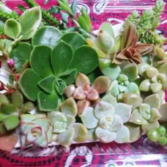 156 多肉植物 お試しセット(S)セダムカット苗寄せ植え 詰め合わせ