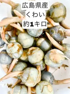 広島県産 クワイ 約1キロ