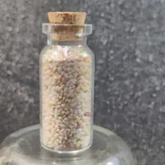 貝殻No696