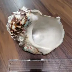 沖縄産　夜行貝 約15cm