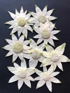 K-56　押し花　フランネルフラワー 大 ８枚