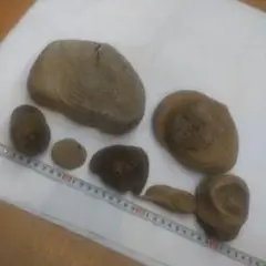 流木7個No.8