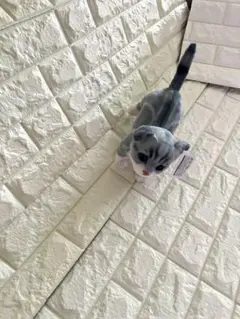 リアルアニマル4☆Cute☆子猫ぬいぐるみ★スコティッシュ・フォールド
