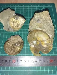 Item thumbnail for item 38a74879-5737-493a-9081-d62ccd036555