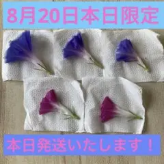 8月20日限定❣️朝顔　５枚セット