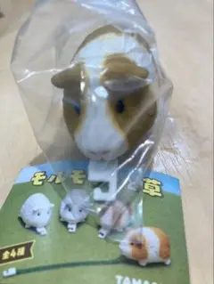 モルモット　メジャー　モルモットと草　茶ブチ