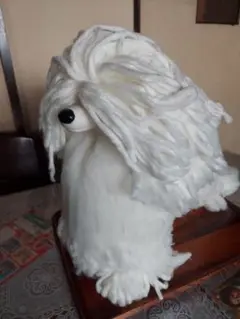 トリミング練習犬