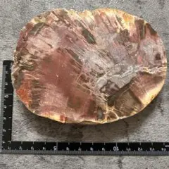 ⭐︎天然石　珪化木　ペトリファイドウッド　530