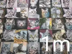 【ゆきちゃん限定】X042-11 アメリカンショートヘアー 猫 パネル 布 1m