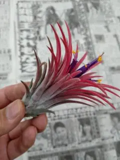 エアープランツ イオナンタフエゴ花付き