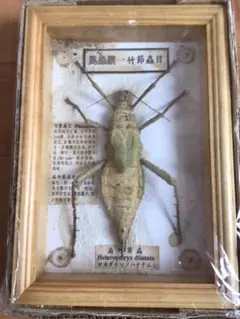 標本 世界の昆虫 サカダチコノハナナムシ