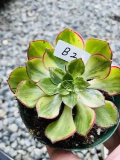 アエオニウム レア 彩蝶 カット苗(B 2)
