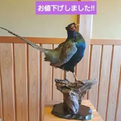 ハッカンの剥製 ハッカンの剥製 - メルカリ