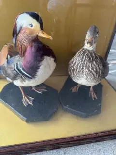 オシドリ 剥製 おしどり カモ 鳥 2025年最新】剥製 オシドリの人気アイテム - メルカリ