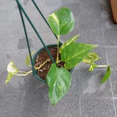 ハブカズラ 沖縄産