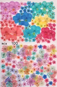 押し花mix　100