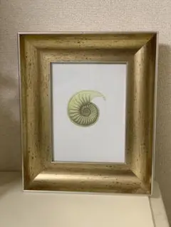 ZARAHOMEゴールド フォトフレーム 貝殻イラスト 28cm x 20cm