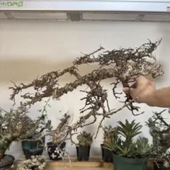 コミフォラ　エイル　落葉中　発根済み　抜き苗 コミフォラ エイル 落葉中 発根済み 抜き苗