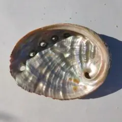 アワビ貝殻2