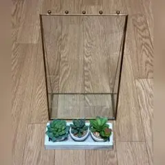 ガラス製ディスプレイケースと多肉植物のセット
