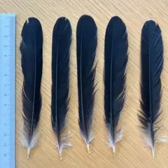 ★超希少★状態良！カケスの翼・尾羽剥製 野鳥 羽根 鳥の羽根 天然野外個体 ☆超希少☆状態良！カケスの翼・尾羽剥製 野鳥 羽根 鳥の羽根