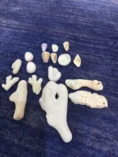 貝殻　珊瑚礁　置物　オブジェ　天然石　デスロック