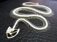 「緑の毒牙」 シロクチアオハブ 骨格標本