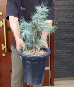 マルチネスピニョンマツ　2つセット □良品庭木□ NEW！ピニョン松 マルチネスピニョンマツ pinus