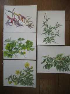 原画　季節の草花（その８）水彩画５点