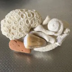 夏休みの工作に！沖縄産　貝殻　オブジェ