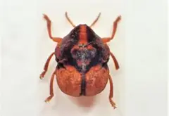南米コブハムシの仲間 1