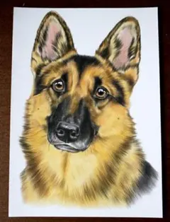 犬の絵　ジャーマンシェパード　色鉛筆画