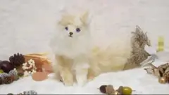 アートドール　オリジナル　狐　陽狐