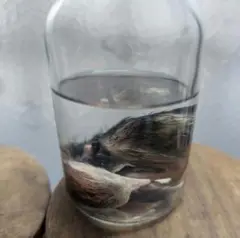 チャボ ヒヨコ 液浸標本