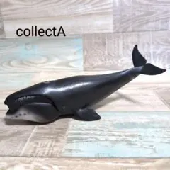 collectA コレクタ ホッキョククジラ フィギュア リアルフィギュア