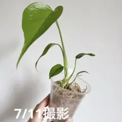 2025年最新】モンステラシエラナの人気アイテム - メルカリ