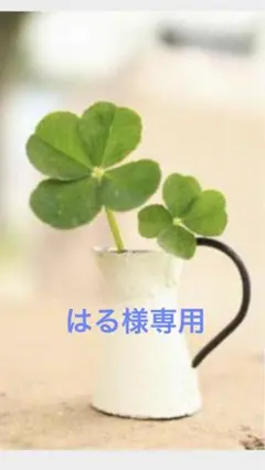 専用ページ