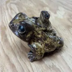 カエル　陶器　置物